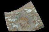 Pelagic Trilobite (Cyclopyge) Fossil - Huge Example #140524-1